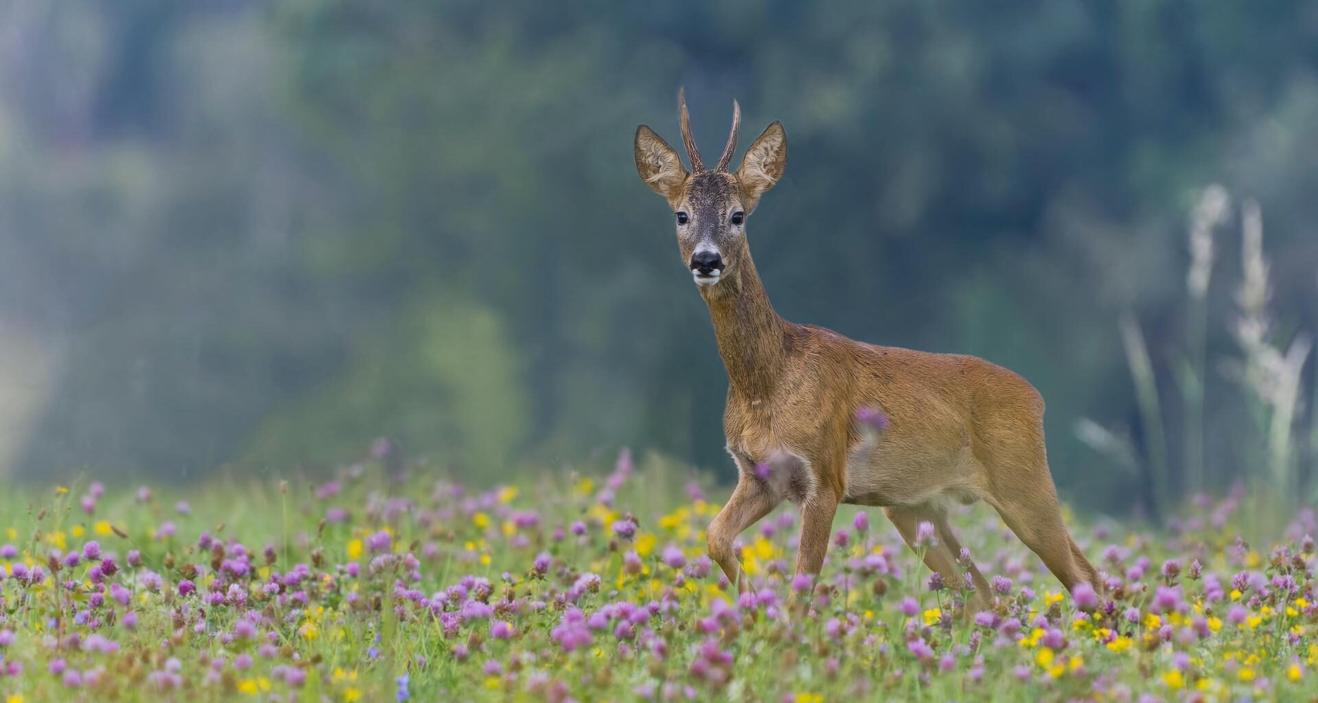 Pourquoi faut-il réensauvager la France ?