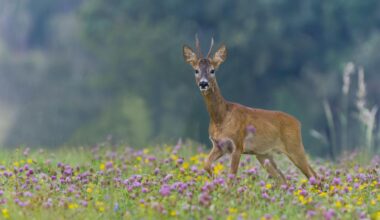 Pourquoi faut-il réensauvager la France ?
