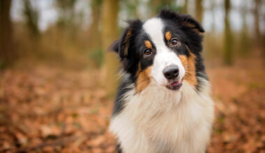 faut-il faire vacciner son chien ?