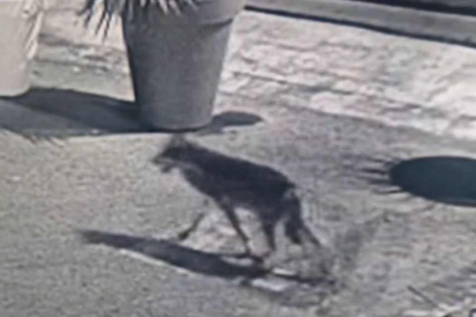 Le passage du chien-loup a été capturé par les caméras de surveillance.