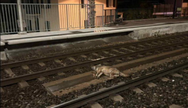 Près de Nice. Un loup retrouvé mort sur les rails de la SNCF ? On en sait plus