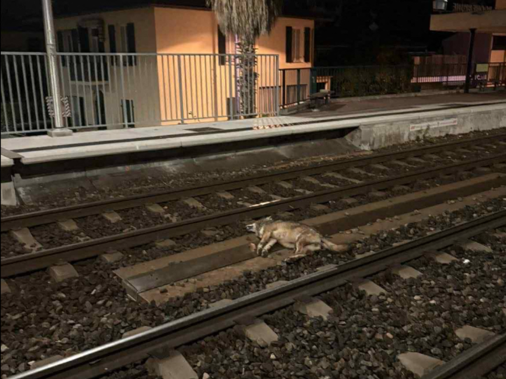 Près de Nice. Un loup retrouvé mort sur les rails de la SNCF ? On en sait plus