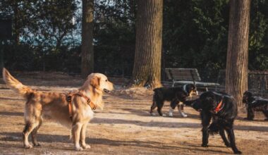 les chiens s'imposent dans le débat des municipales 2026