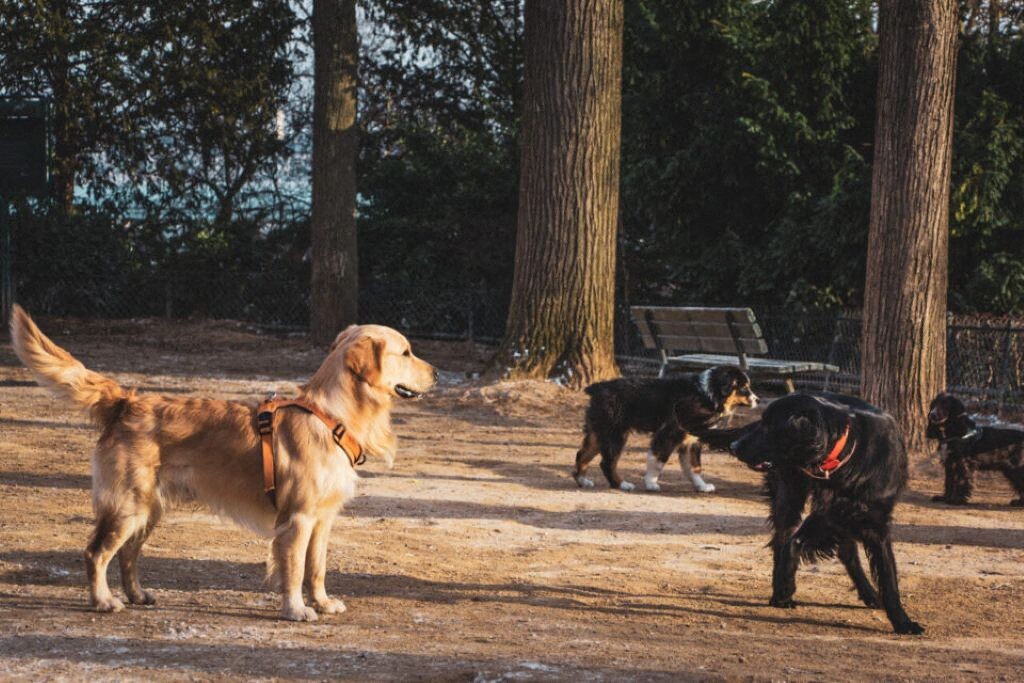 les chiens s'imposent dans le débat des municipales 2026