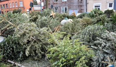 La ville de Lille récupère vos Sapins de Noël du 03 au 25 janvier 2026