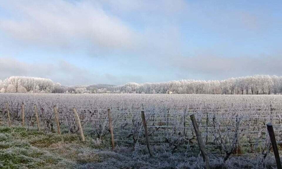 Sur cette photo, on peut voir Barsac (Gironde) et ses vignes, recouvert d'un fin manteau blanc en ce 31 décembre 2025