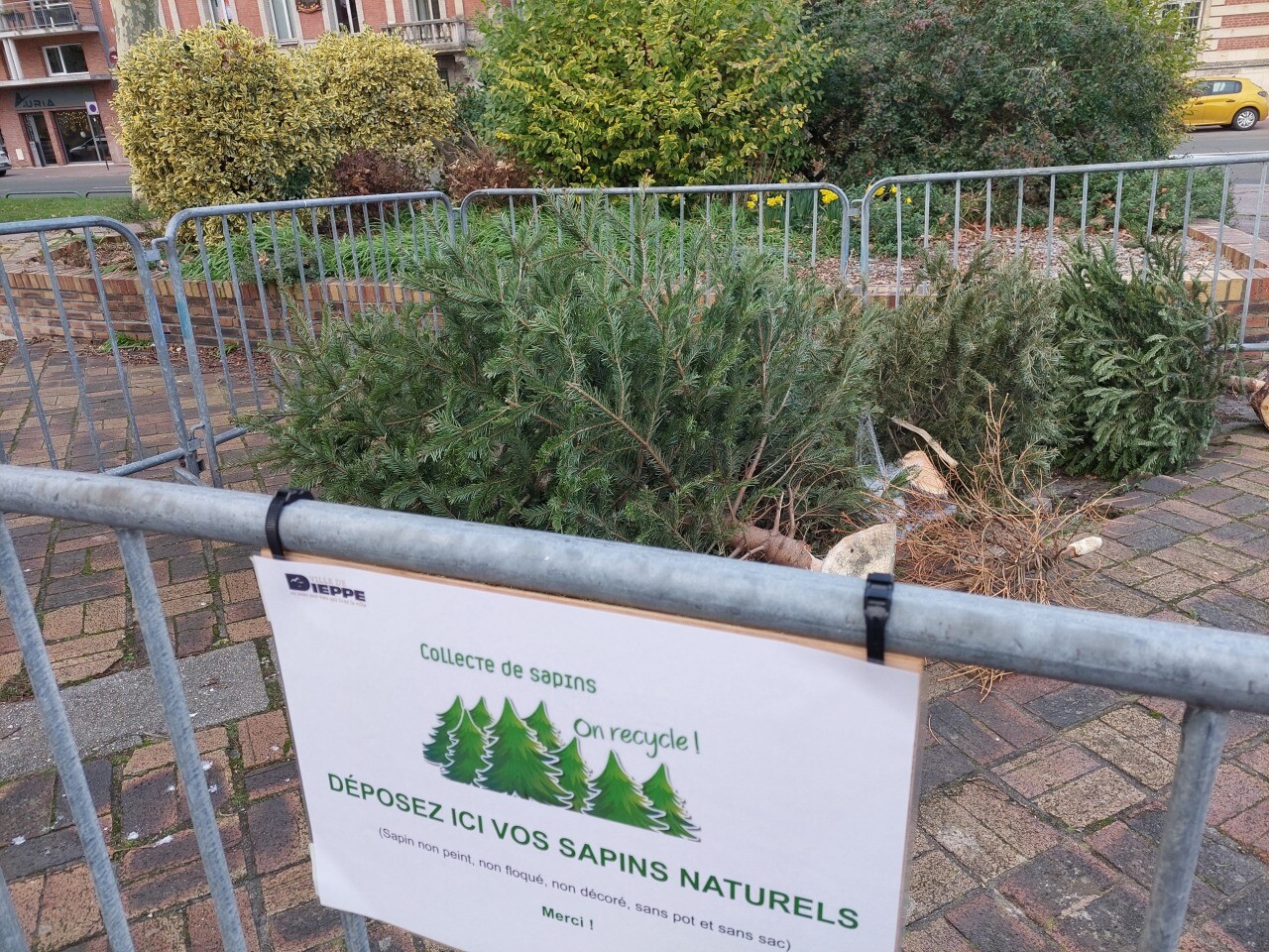 où peut-on jeter son sapin de Noël gratuitement ?