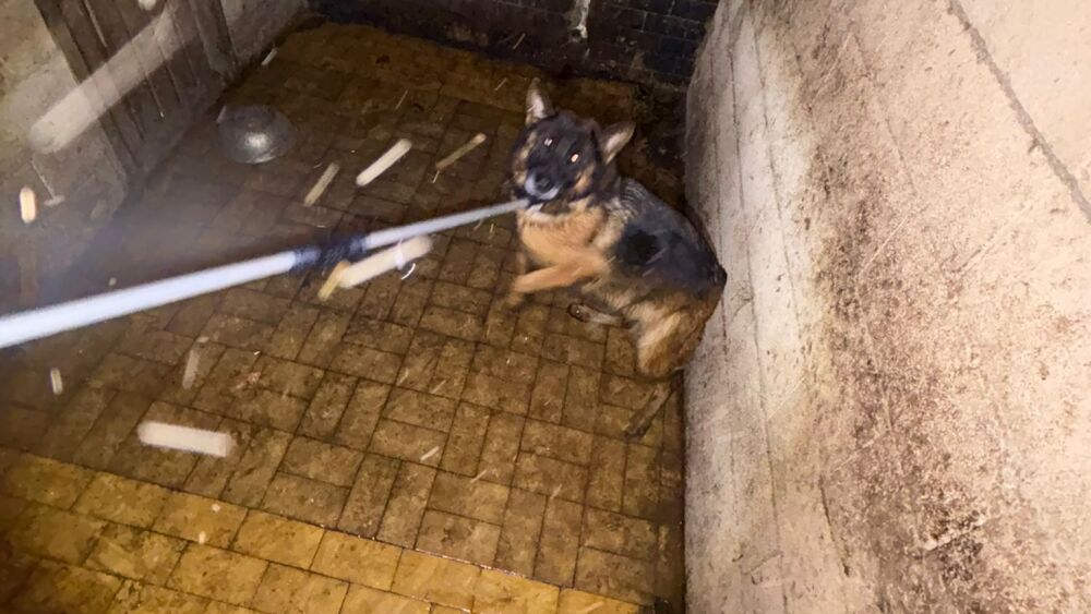 trois chiens maltraités sauvés par la police marseillaise et placés à la SPA