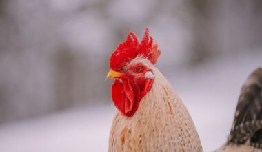 est-il dangereux de laisser vos poules gambader sous la neige ?