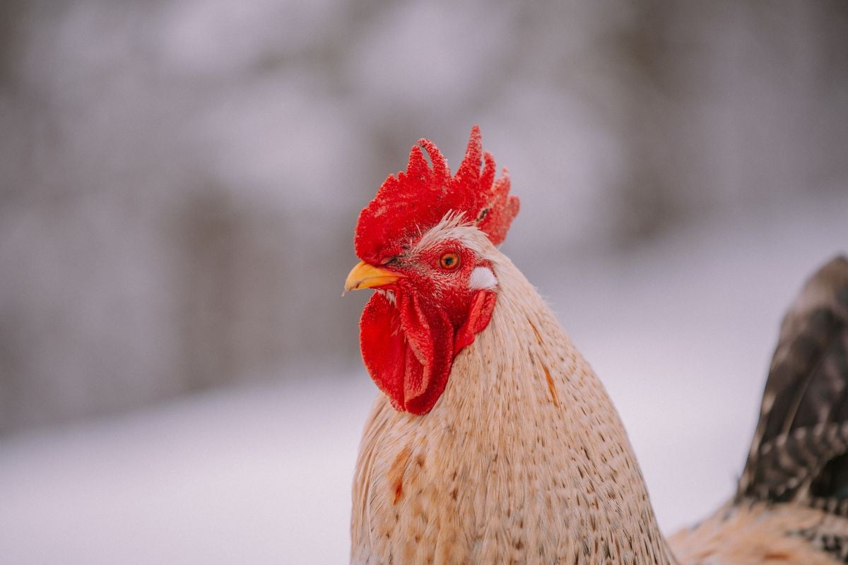 est-il dangereux de laisser vos poules gambader sous la neige ?