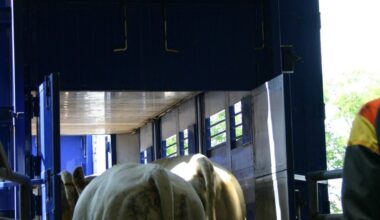 DNC : La Loire reprend progressivement les exports vers l'Italie Articles