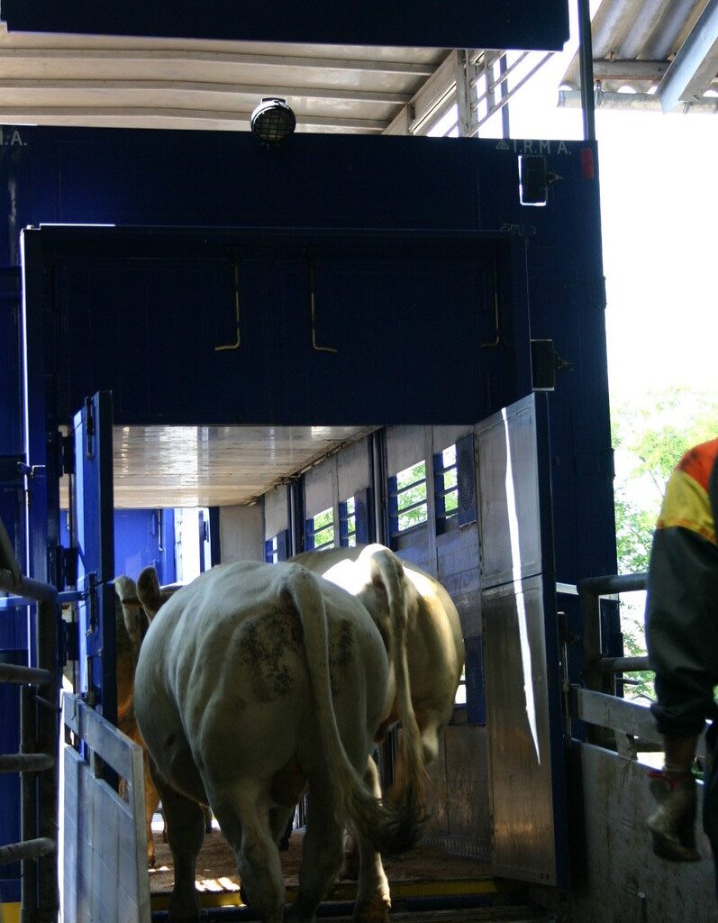 DNC : La Loire reprend progressivement les exports vers l'Italie Articles