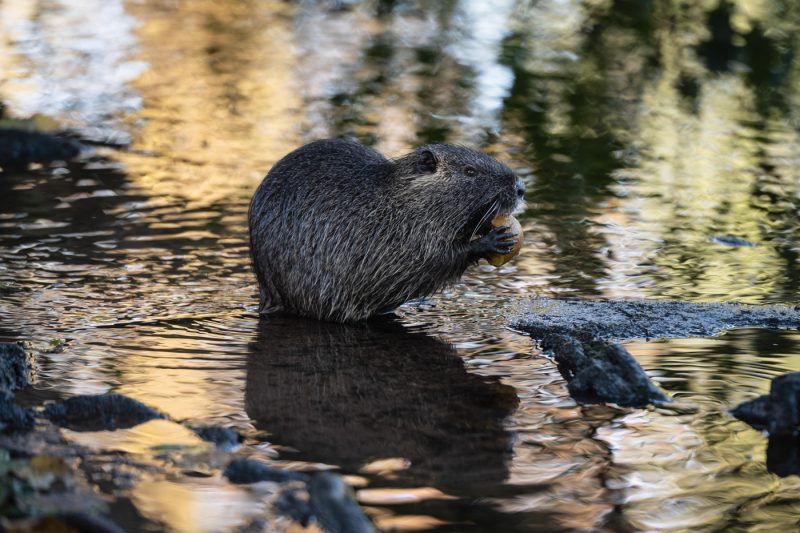 ragondin bruche dilagne nature en ville