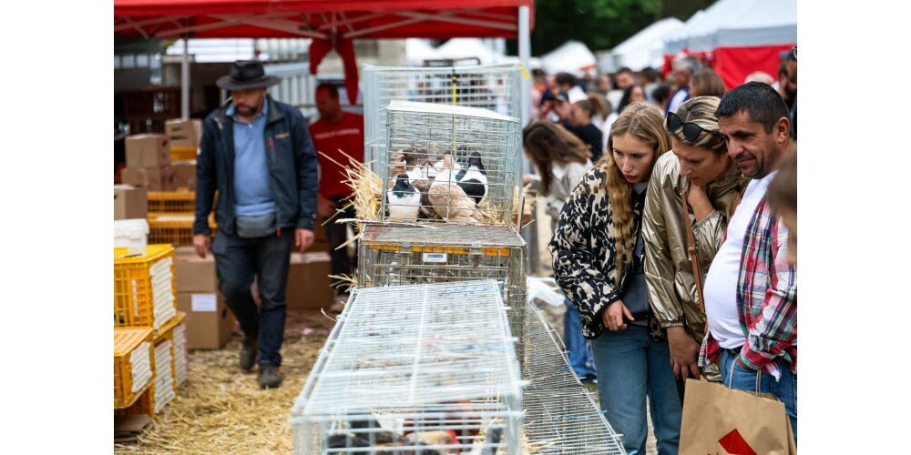 Du 12 au 15 septembre. La Beaucroissant sans bovin. La Foire de Beaucroissant est le miroir du monde agricole. Et quand le milieu rural boîte, l’événement multicentenaire vacille aussi. Cette année 2025, l’épizootie de dermatose nodulaire a plongé l’élevage dans le marasme ; en septembre les vaches n’ont donc pas pu être les stars de la foire de Beaucroissant. Une 804e édition différente mais qui s’est maintenue avec des visiteurs venus en nombre.