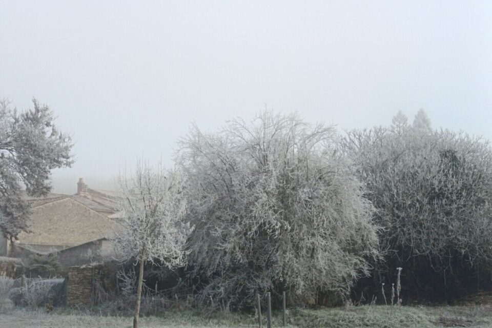 Avec les températures fraîches, à Barsac (Gironde), la campagne s'est transformée en tableau vivant.