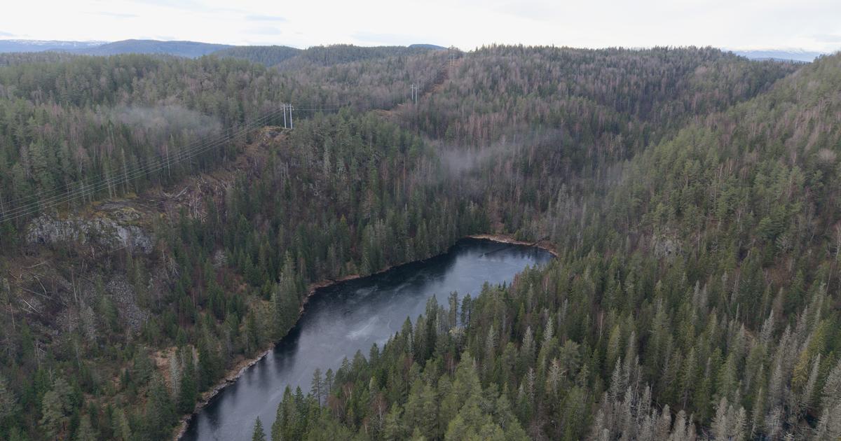 Coléoptères, mousses, champignons... en Norvège, le plus grand gisement d'Europe de terres rares suspendu au sort d’espèces en voie de disparition