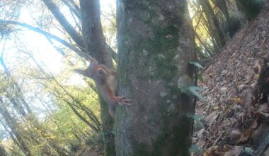 Every1counts guette les bêtes, filmées ou sur écoute