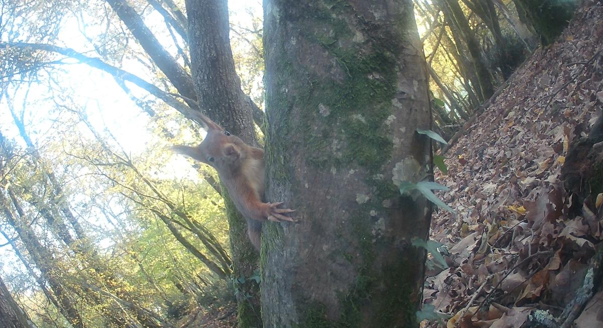 Every1counts guette les bêtes, filmées ou sur écoute