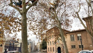 des militants perchés dans les arbres à Toulouse avant une audience décisive en justice