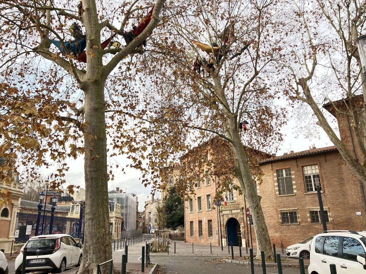 des militants perchés dans les arbres à Toulouse avant une audience décisive en justice