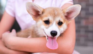 Un corgi et un teckel ont eu des chiots, le propriétaire dévoile des photos à croquer