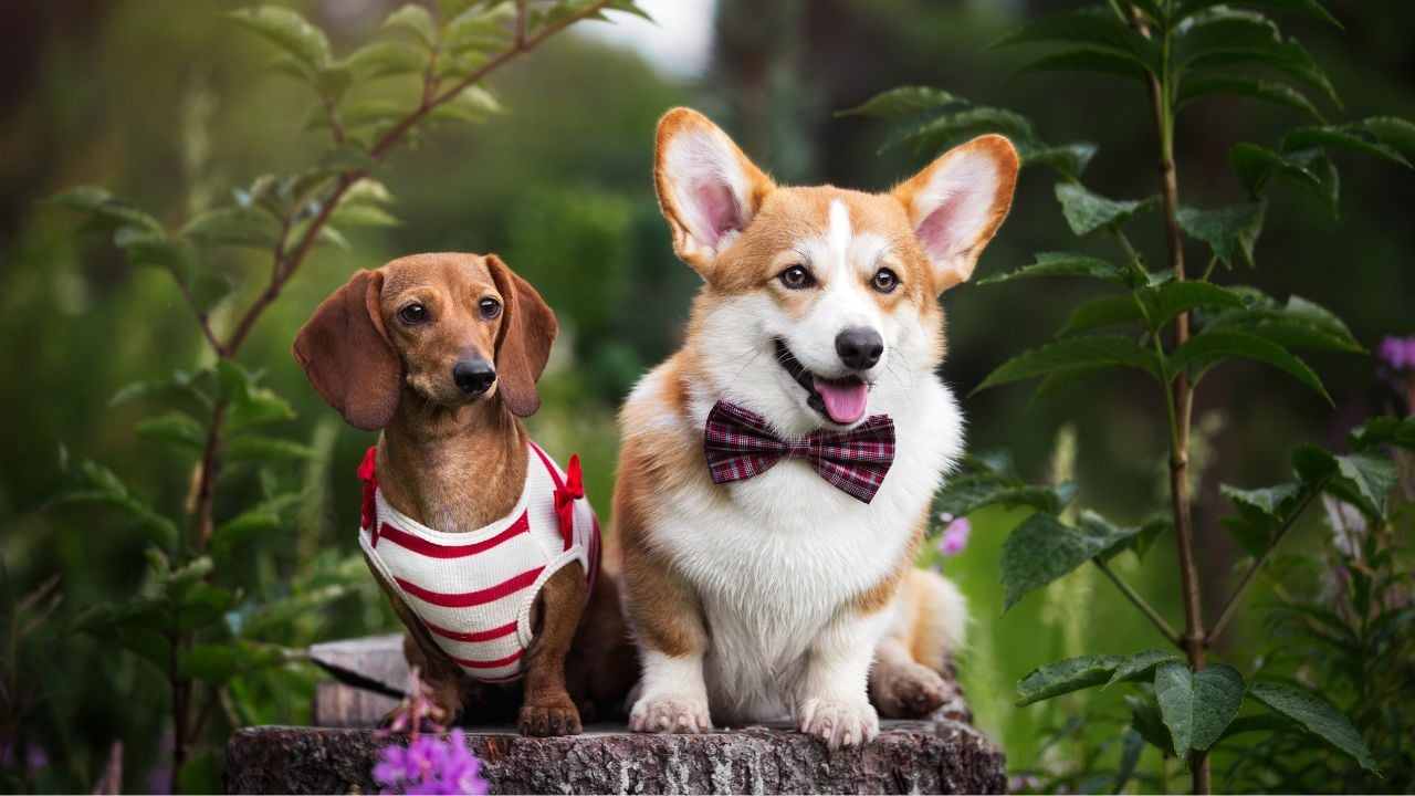 C'est le croisement d'un teckel et d'un corgi.