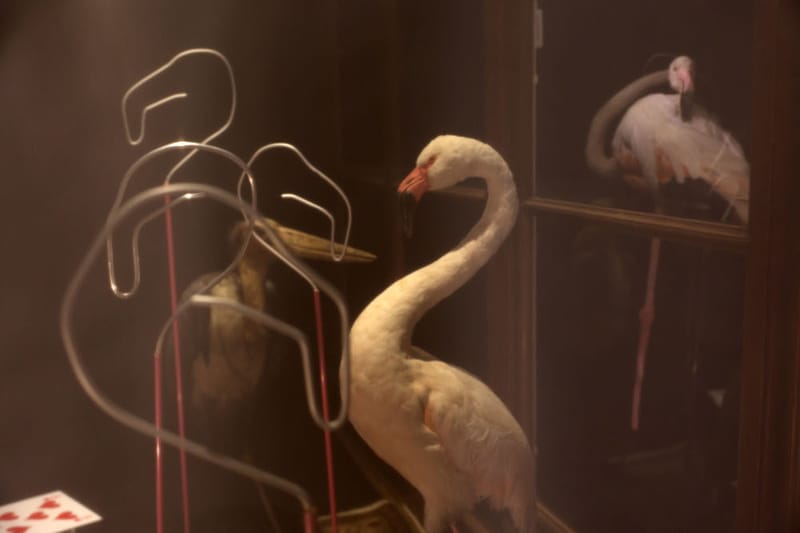 L’exposition "Aliçe et les drôles d’oiseaux" mêle les œuvres du plasticien Bernard Briançon et les collections du Muséum au Muséum d’histoire naturelle de Marseille (MHNM).