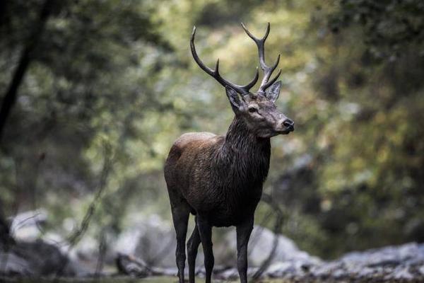 La maman de Luc Besson a été témoin le 21 février de la mise à mort d’un cerf sur le parvis de la propriété du cinéaste.