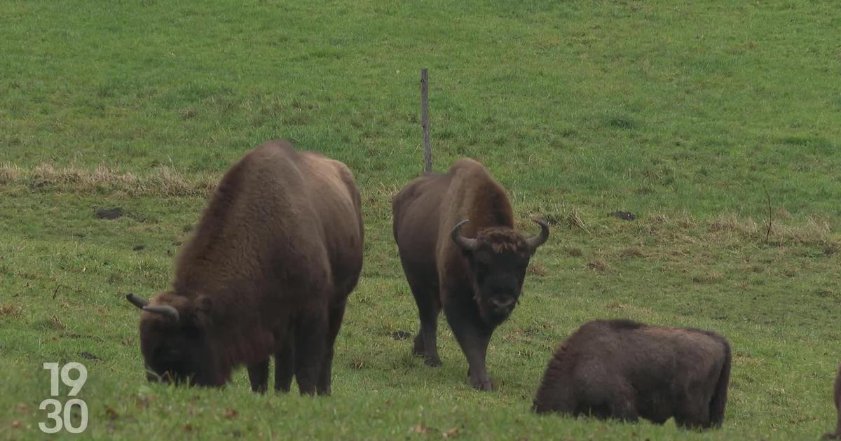 Un projet veut relâcher des bisons d'Europe dans la nature, en plein Jura soleurois