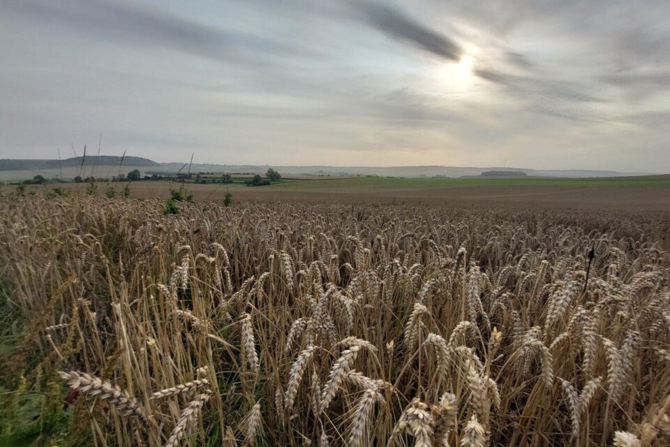 Un champ près de Londinières.