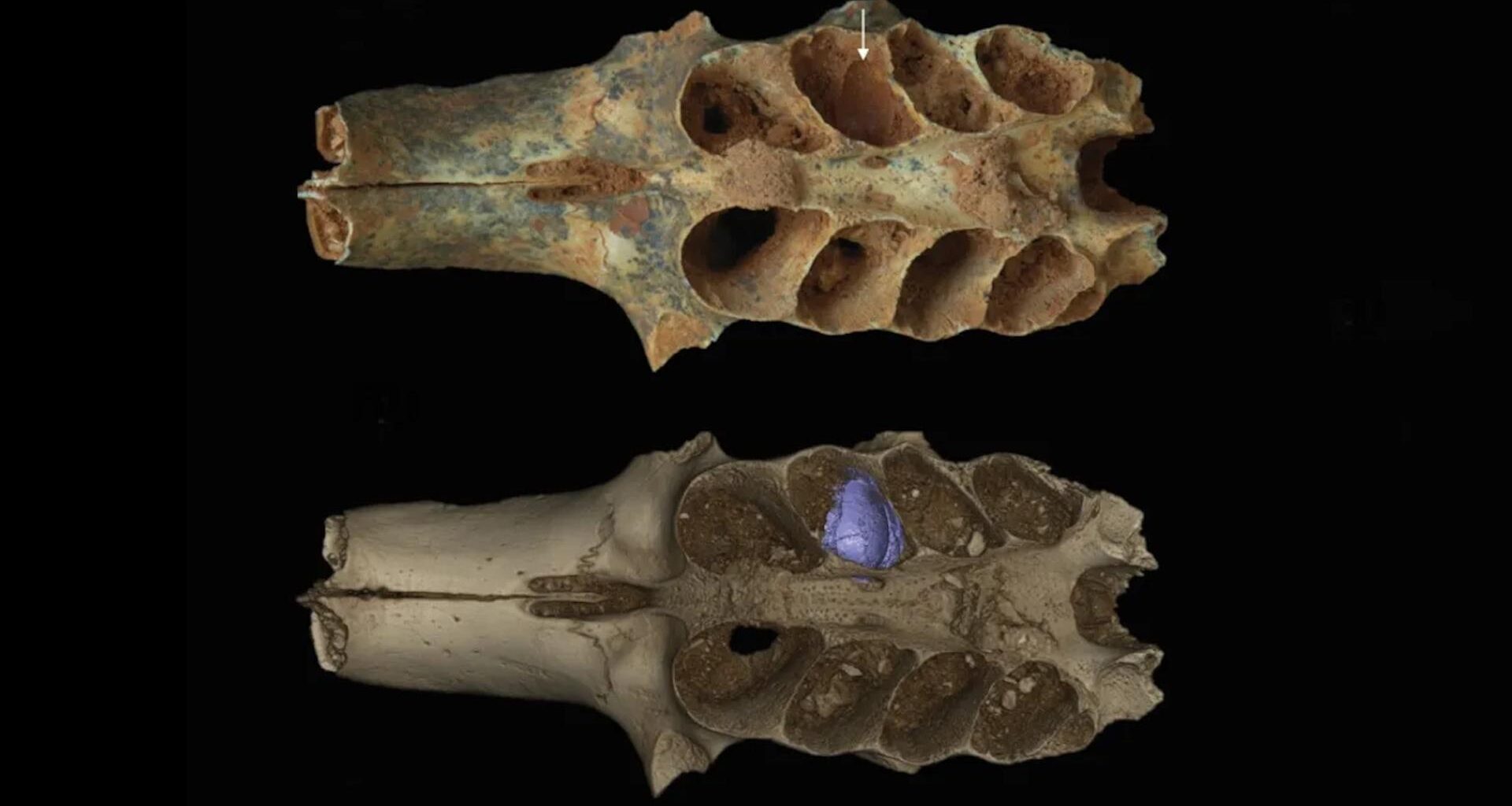 Les chercheurs pensaient étudier des dents fossiles, ils ont mis au jour quelque chose de bien plus étrange