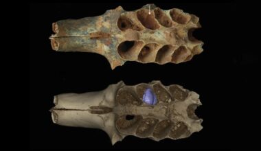 Les chercheurs pensaient étudier des dents fossiles, ils ont mis au jour quelque chose de bien plus étrange