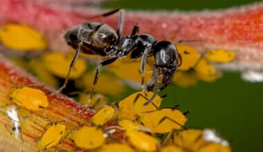 Ce que l’on sait de « Tapinoma magnum », la fourmi noire et brillante qui envahit l’Europe