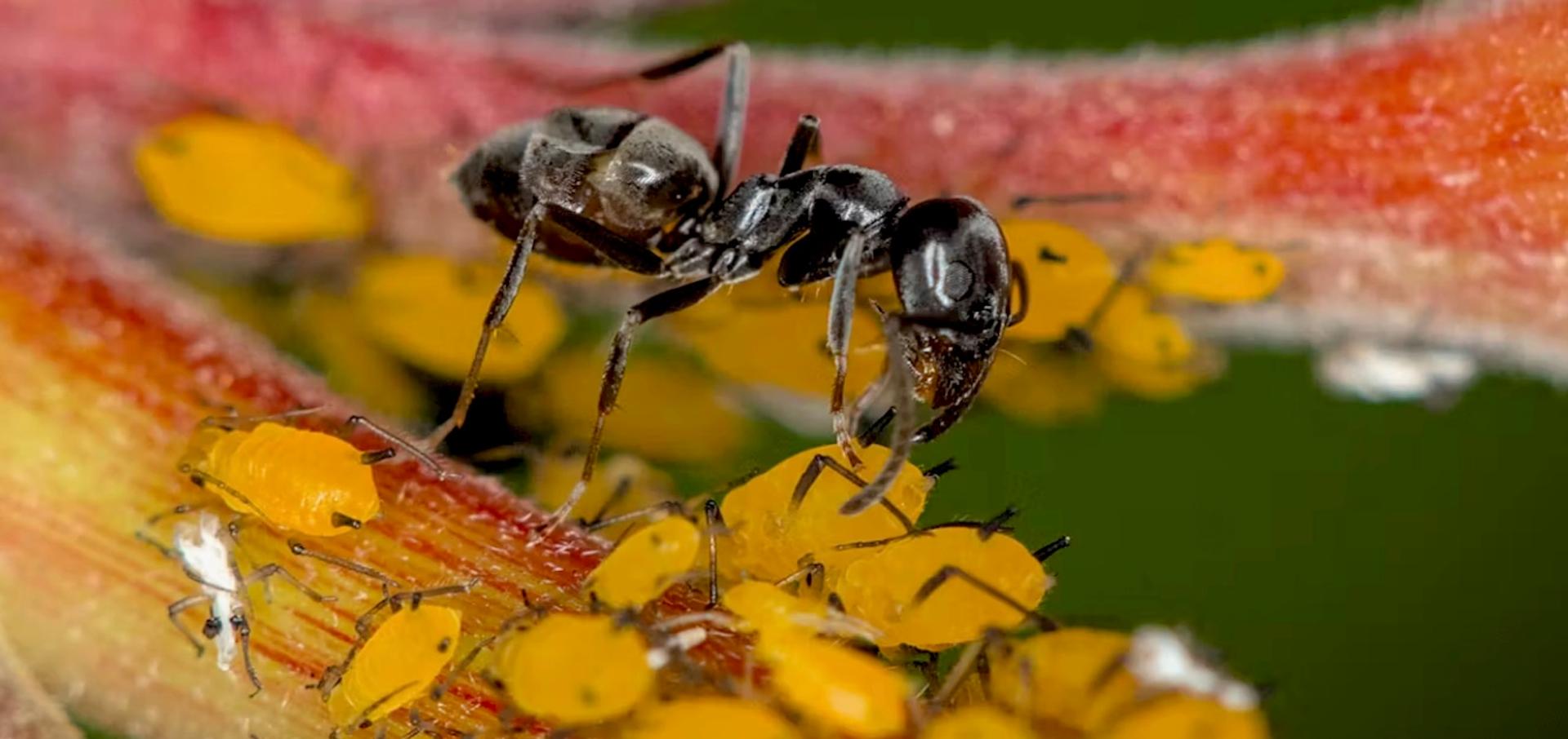 Ce que l’on sait de « Tapinoma magnum », la fourmi noire et brillante qui envahit l’Europe