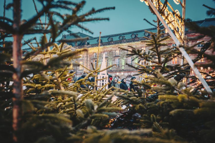 Marché de Noel 2024 sapins place Kléber