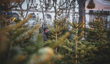 Marché de Noel 2024 sapins place Broglie
