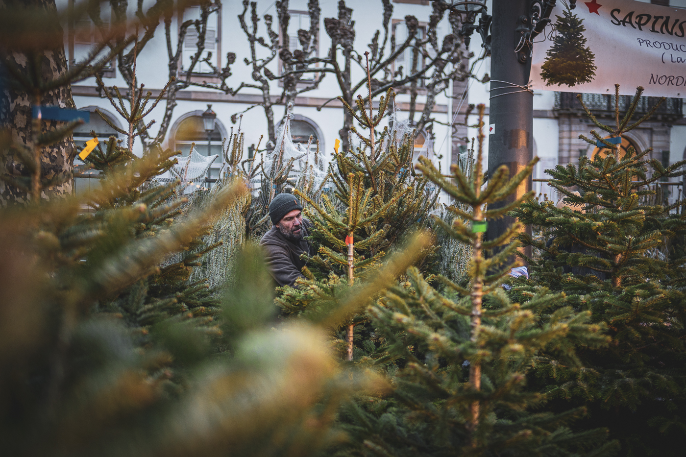 Marché de Noel 2024 sapins place Broglie