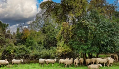 Les Pépites naturelles, un appel à projets pour réinvestir la nature au cœur de la Ville