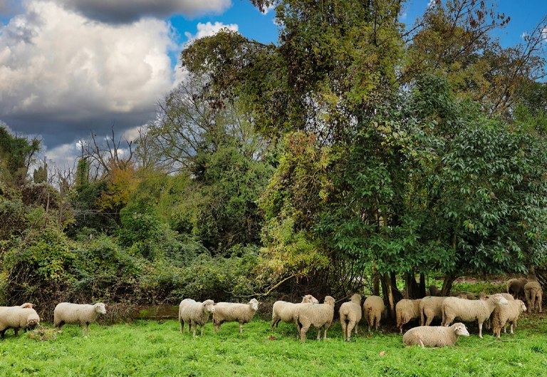 Les Pépites naturelles, un appel à projets pour réinvestir la nature au cœur de la Ville