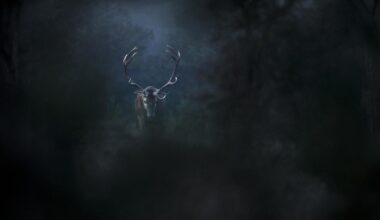 "Le chant des forêts", une ode à la nature et à la transmission signée Vincent Munier 