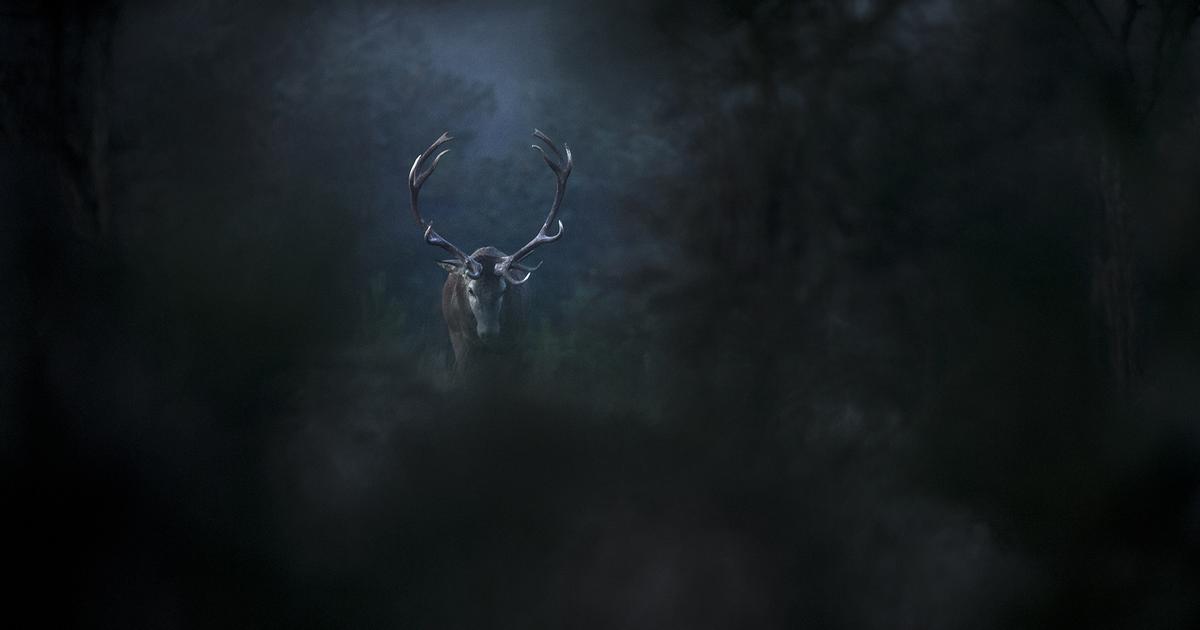 "Le chant des forêts", une ode à la nature et à la transmission signée Vincent Munier 