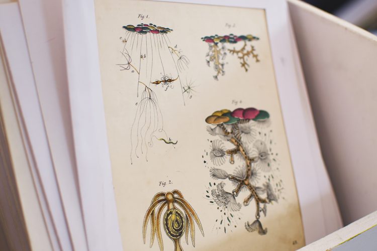 Galerie l’Estampe (28)