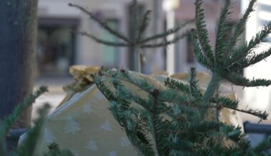 Des points de collecte ouvrent déjà pour recycler les sapins de Noël
