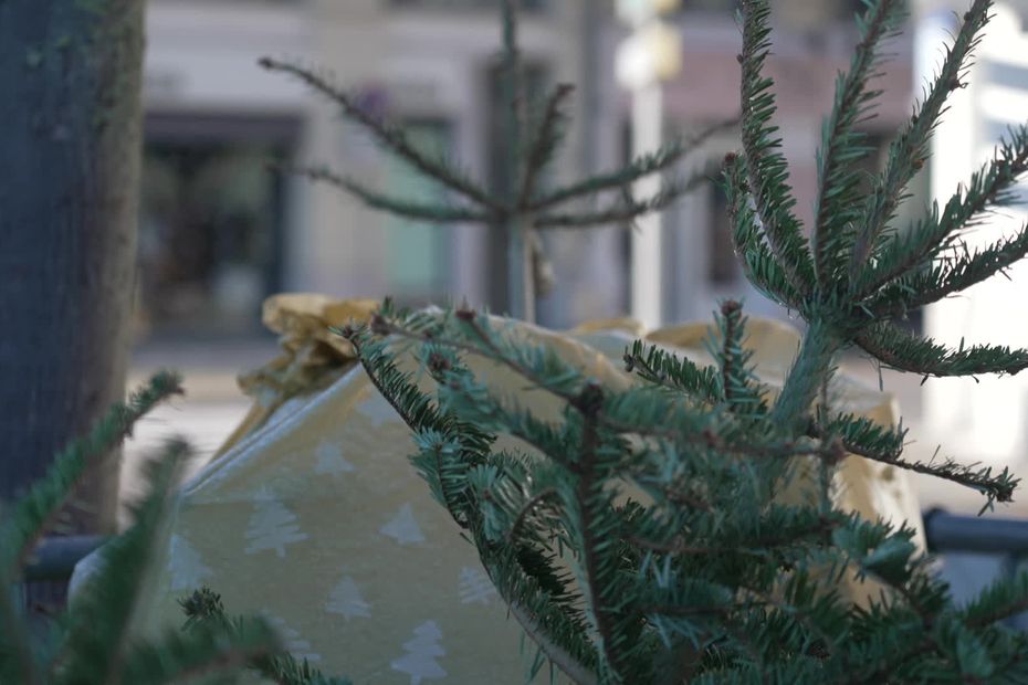 Des points de collecte ouvrent déjà pour recycler les sapins de Noël