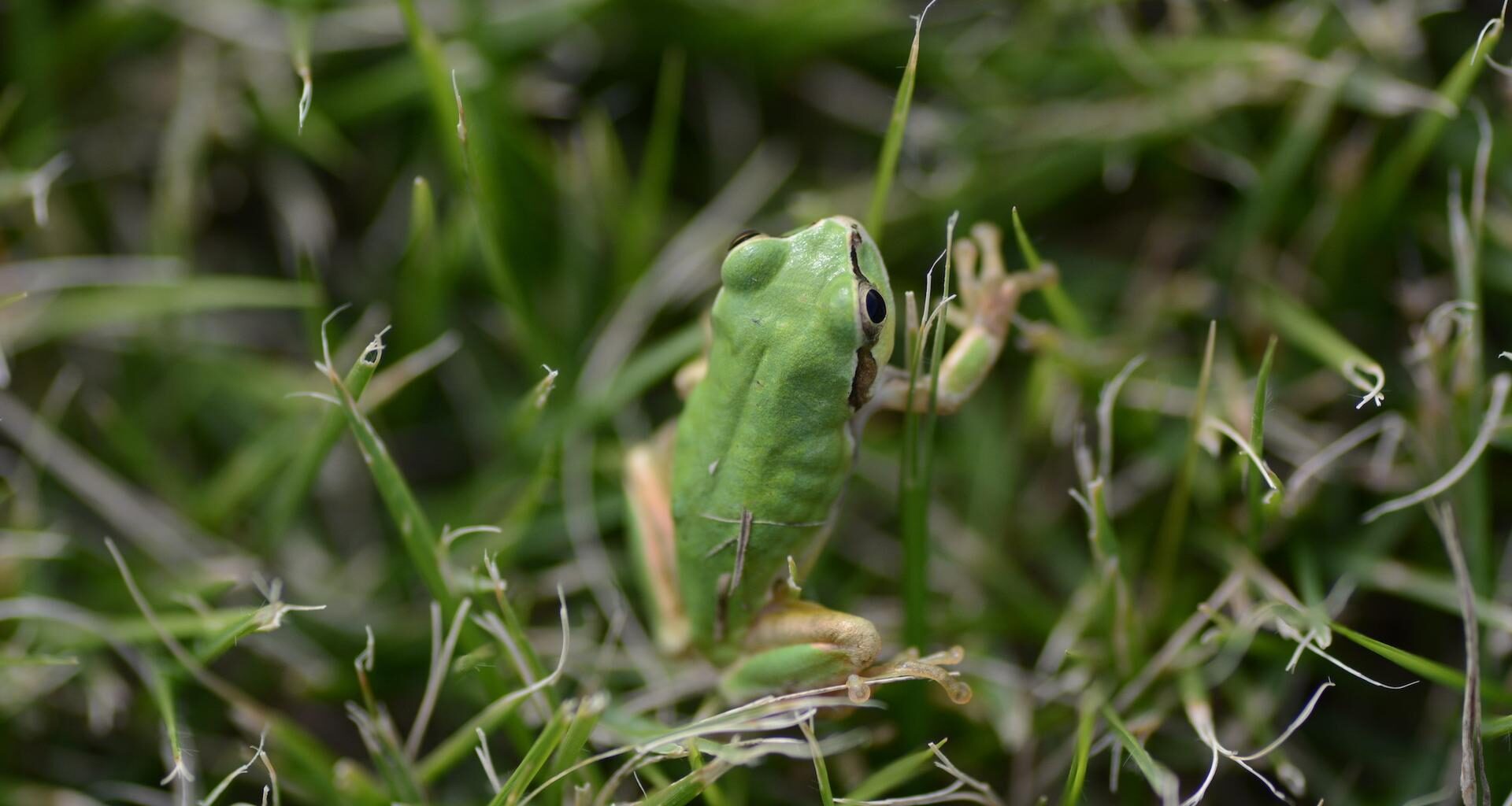 Des chercheurs révèlent les puissants effets anticancer d’une bactérie intestinale de grenouille
