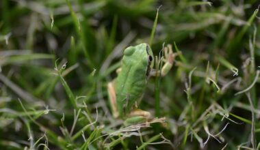 Des chercheurs révèlent les puissants effets anticancer d’une bactérie intestinale de grenouille
