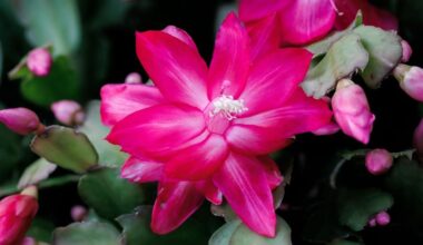 cette erreur d’arrosage fait perdre des fleurs