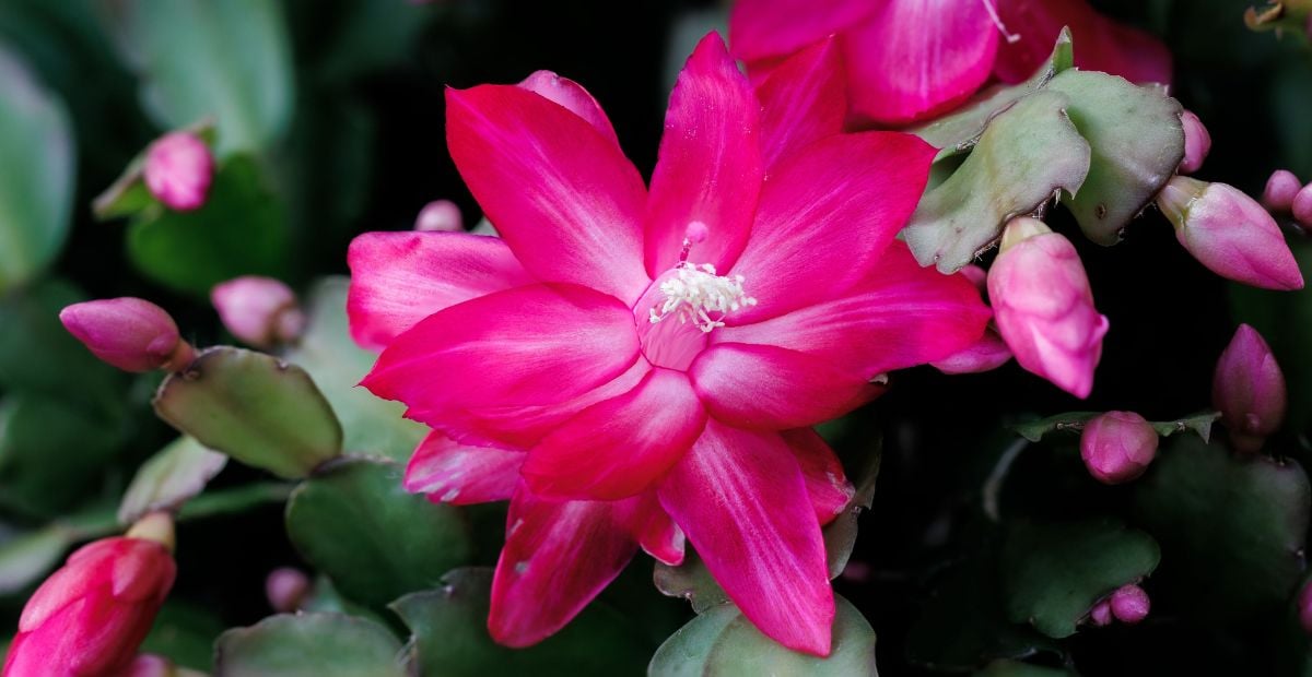 cette erreur d’arrosage fait perdre des fleurs