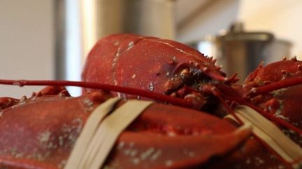 "Ce n'est pas une méthode d'abattage acceptable" : au Royaume-Uni, le gouvernement envisage d'interdire d'ébouillanter les homards vivants