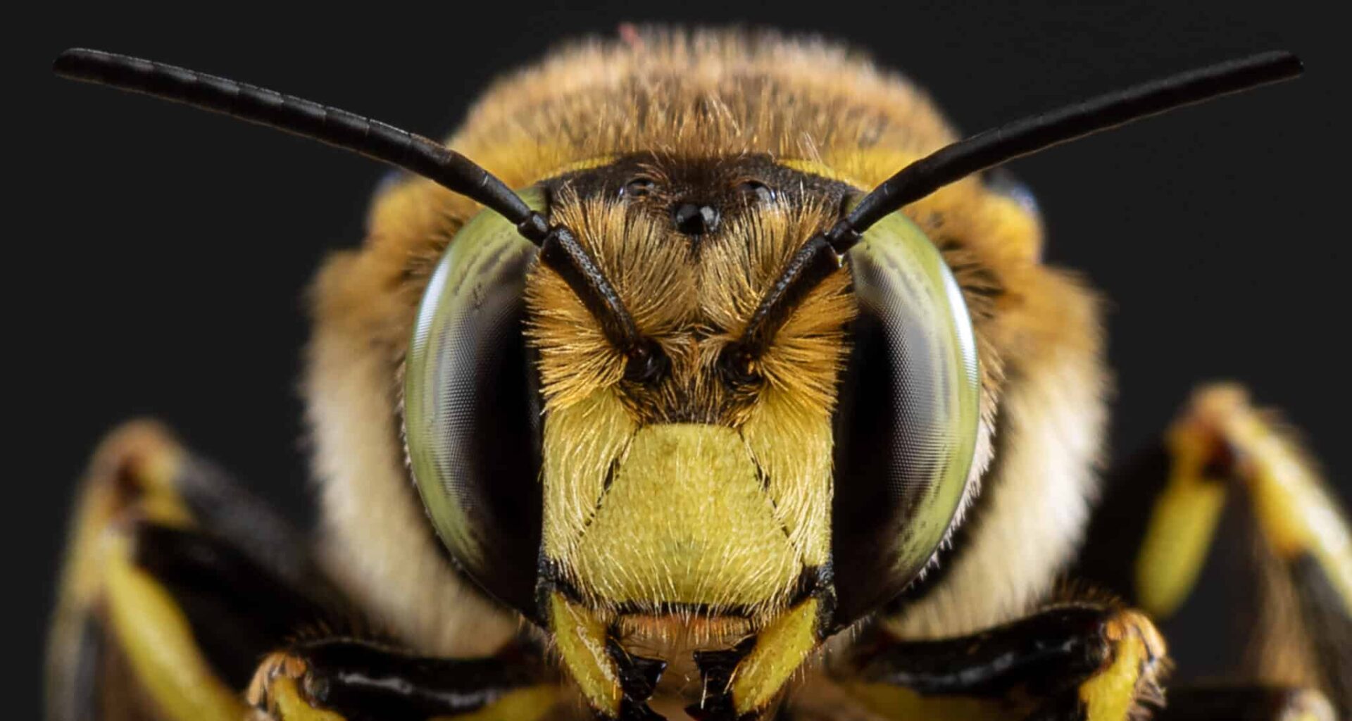 Ils cherchaient des mammifères disparus. Ils ont trouvé des abeilles qui squattaient leurs squelettes pour en faire des nurseries